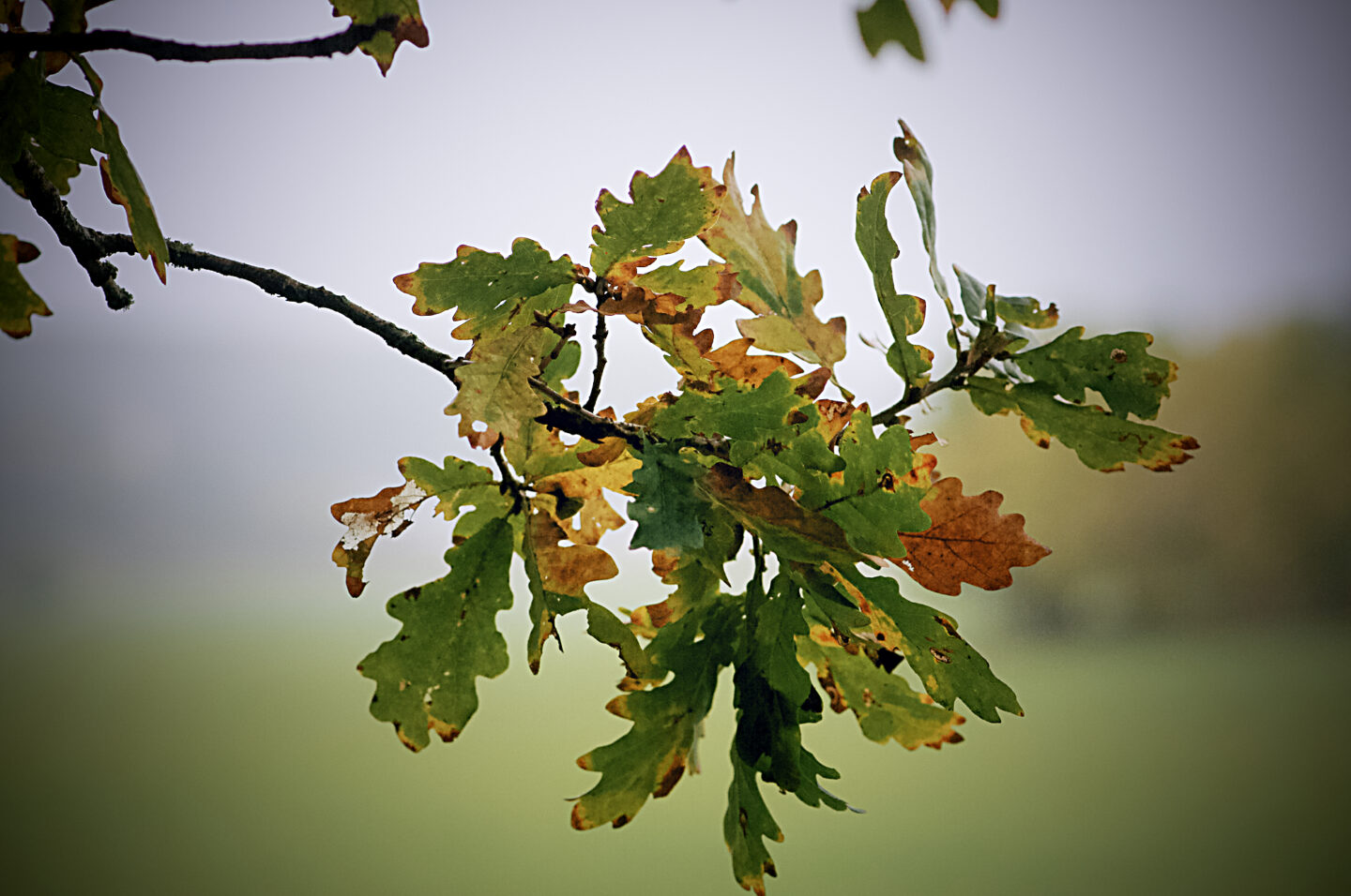 Vackra oktober 4 höstlöv i Kungälv