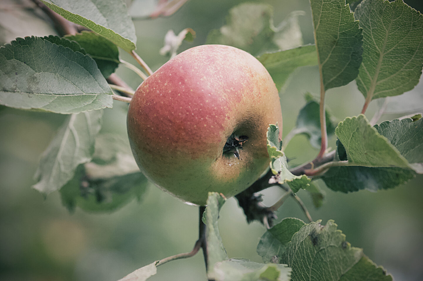 Äppelsorten Belle de Boskoop