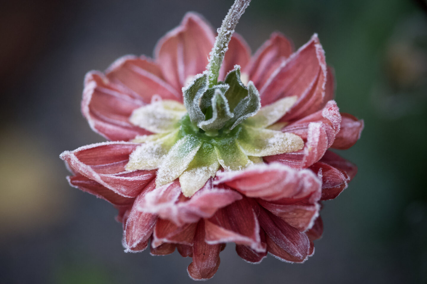 När frosten slår till 2 dahlia i frost