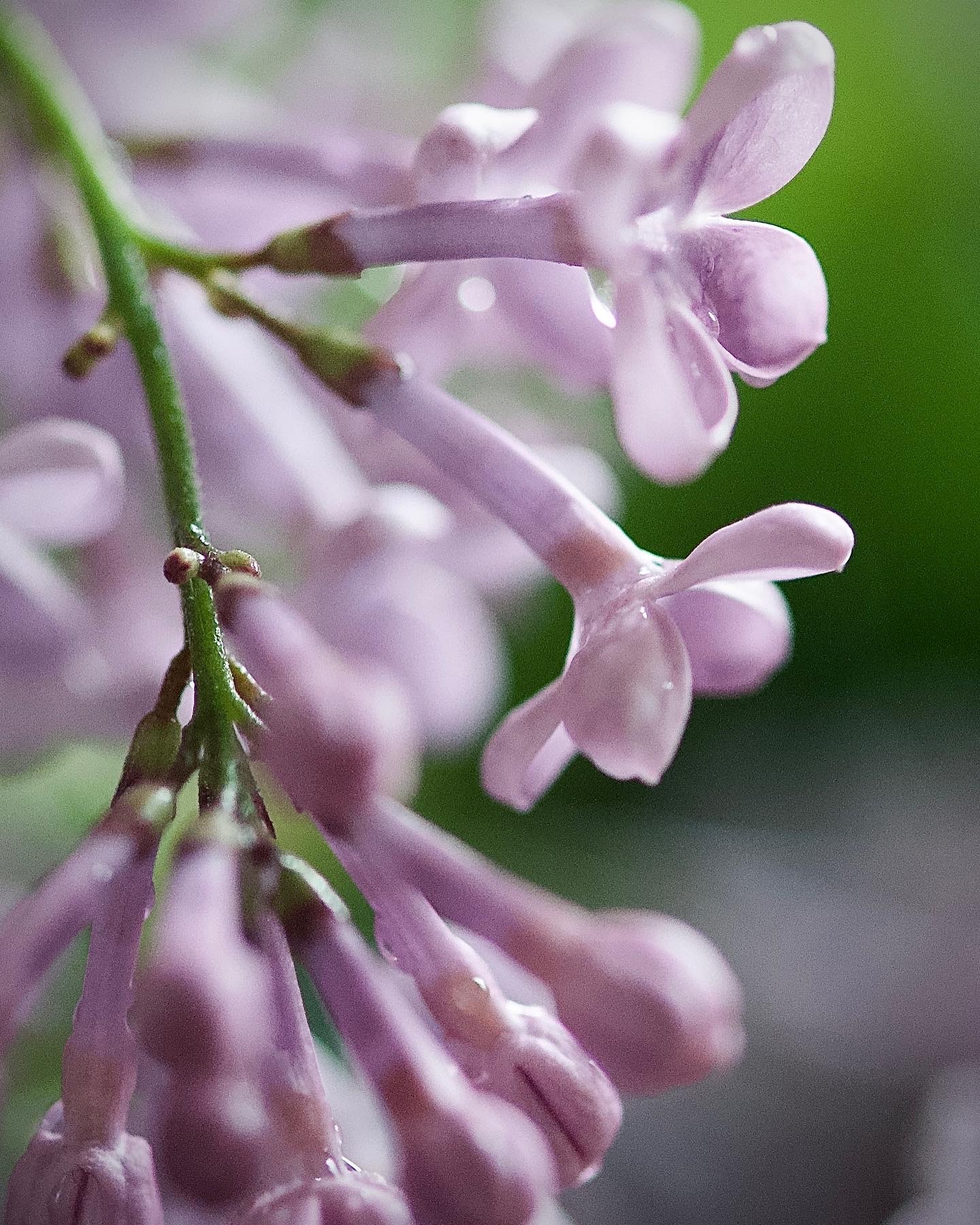 Syrenernas tid 4 syrenblomning