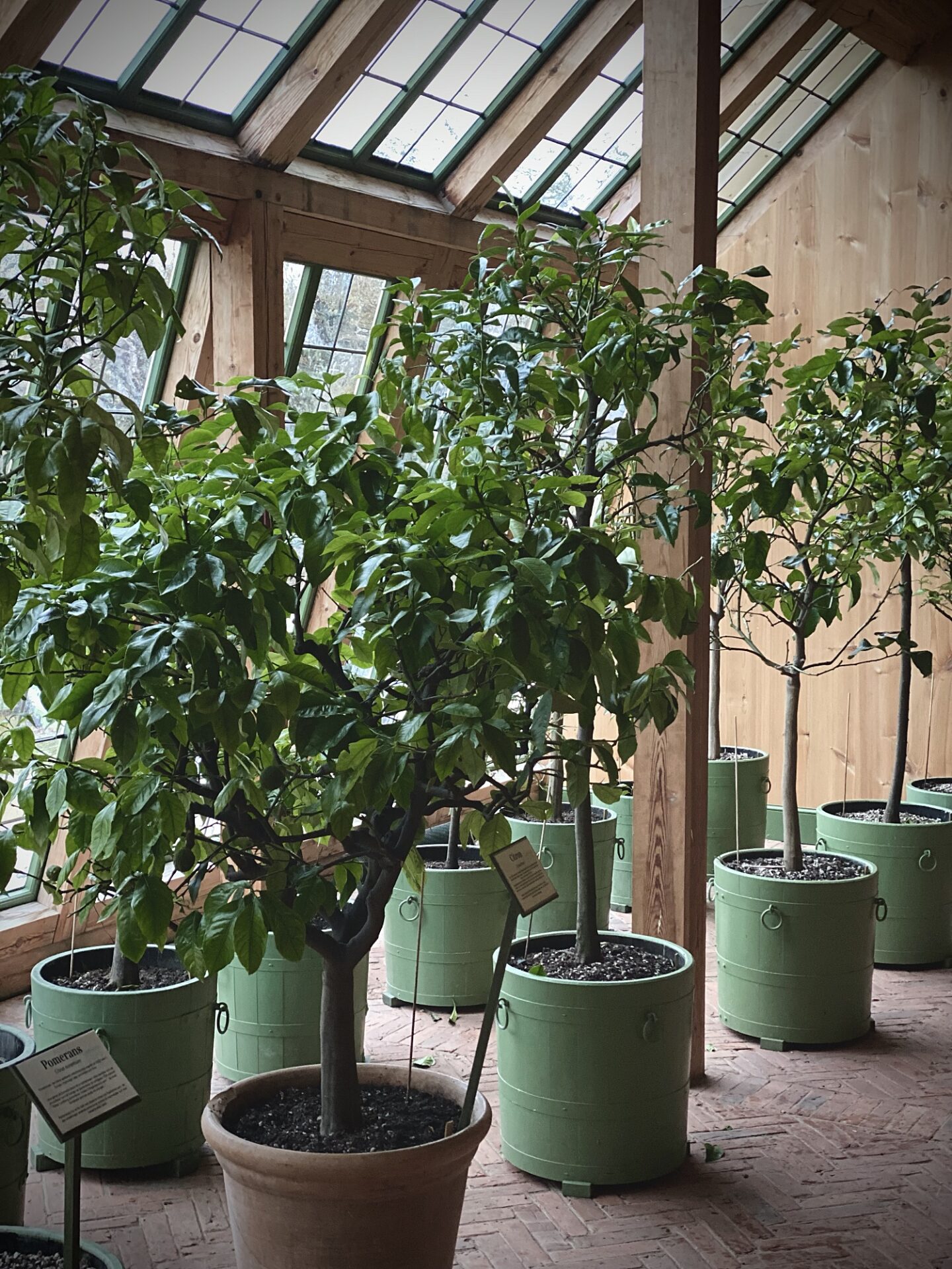 Januari 2023 - en titt i Gunnebo orangeri 2 Medelhavsväxter i Gunnebos orangeri