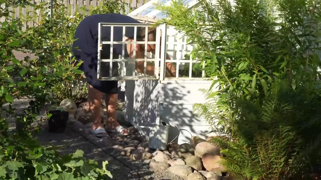 Sensommar i trädgården inför en tidningsfotografering 2 plantering av svartkål i växthuset