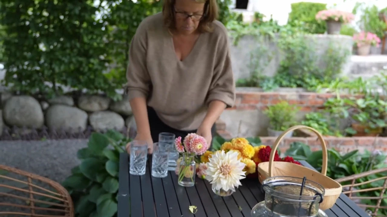 Sensommar i trädgården inför en tidningsfotografering 3 plockning av dahlior